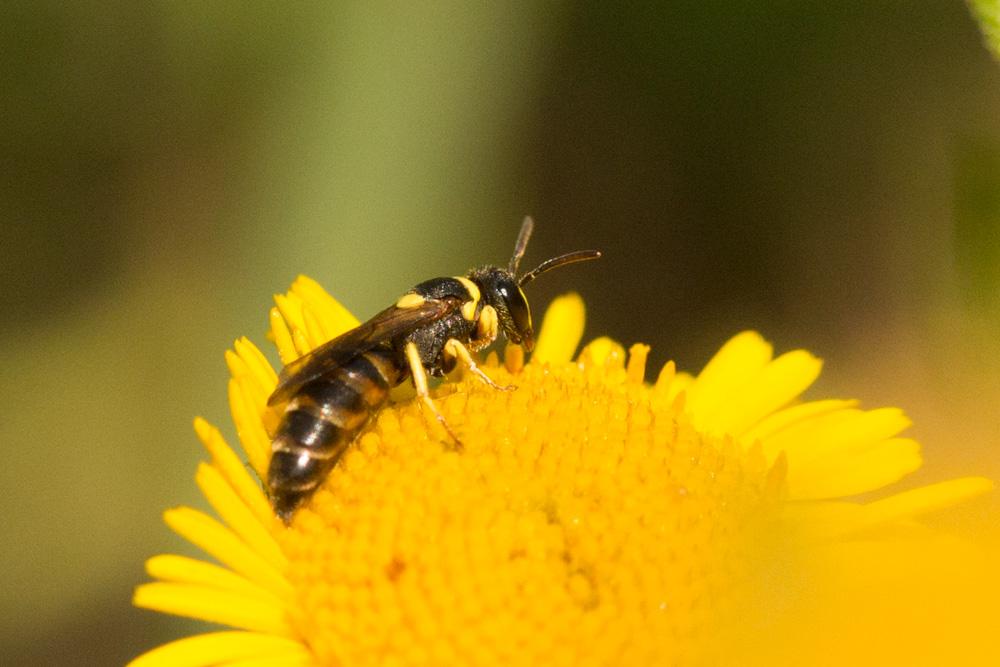 Hylaeus pictus (Smith, 1853)