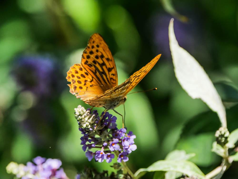 Tabac d'Espagne (Le), Nacré vert (Le), Barre argen Argynnis paphia (Linnaeus, 1758)
