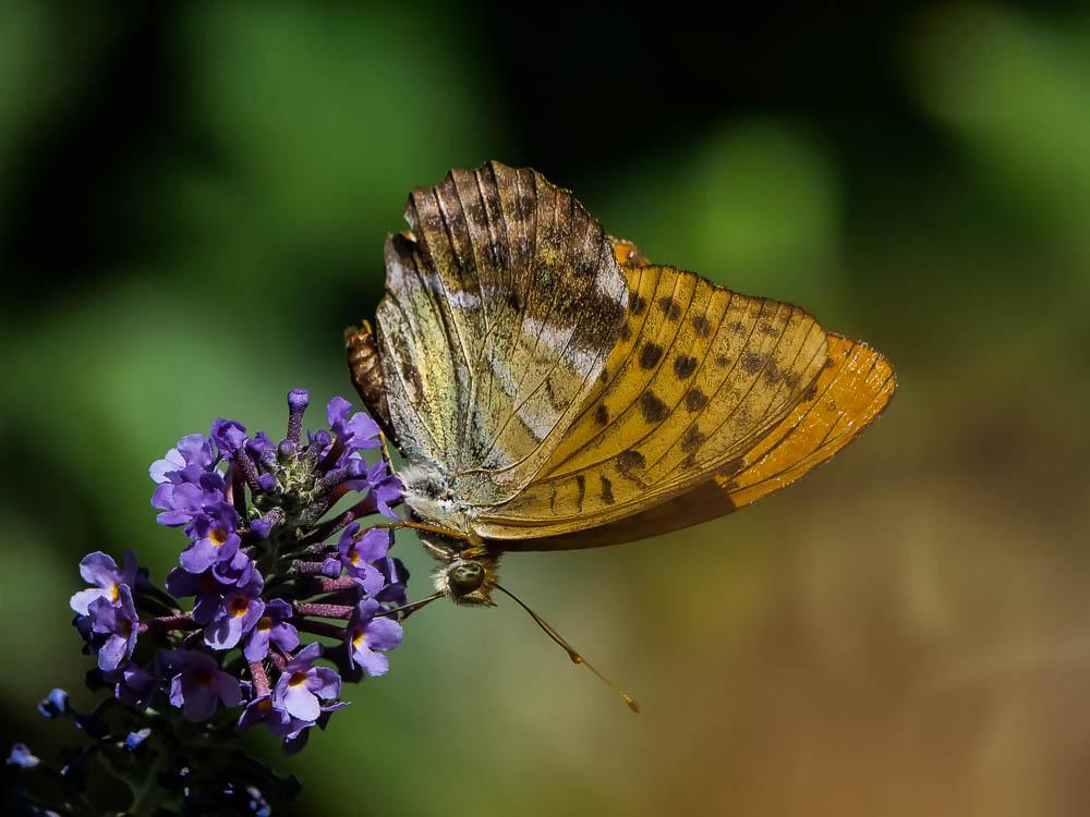 Tabac d'Espagne (Le), Nacré vert (Le), Barre argen Argynnis paphia (Linnaeus, 1758)