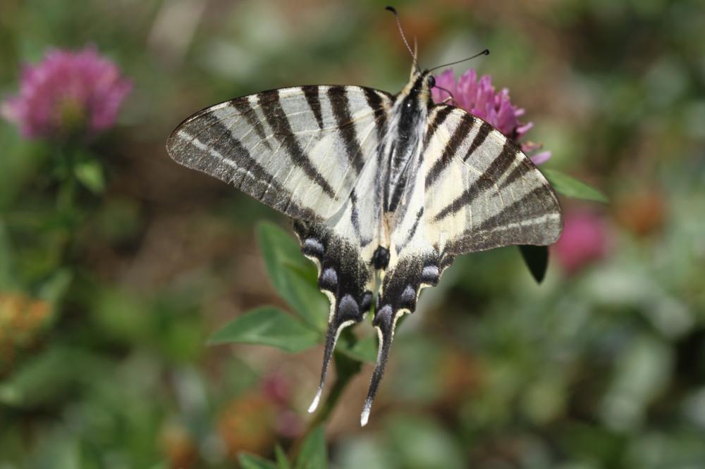 Flambé (Le) Iphiclides podalirius (Linnaeus, 1758)