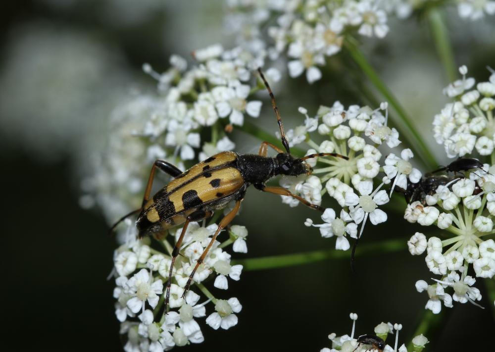 La Lepture tacheté (Le) Rutpela maculata (Poda, 1761)