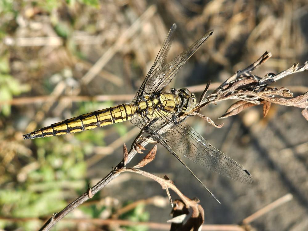 Le Orthétrum réticulé (L') Orthetrum cancellatum (Linnaeus, 1758)