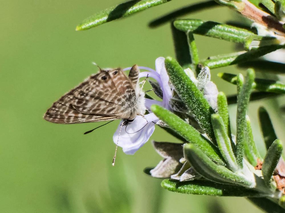 Azuré de la Luzerne (L'), Azuré de Lang (L'), Argu Leptotes pirithous (Linnaeus, 1767)