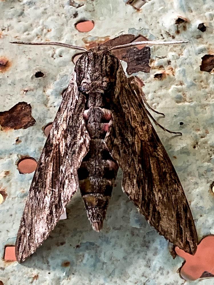 Le Sphinx du Liseron (Le) Agrius convolvuli (Linnaeus, 1758)