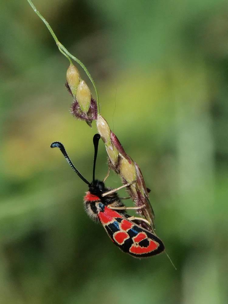 Zygène de la Petite coronille (La) Zygaena fausta (Linnaeus, 1767)