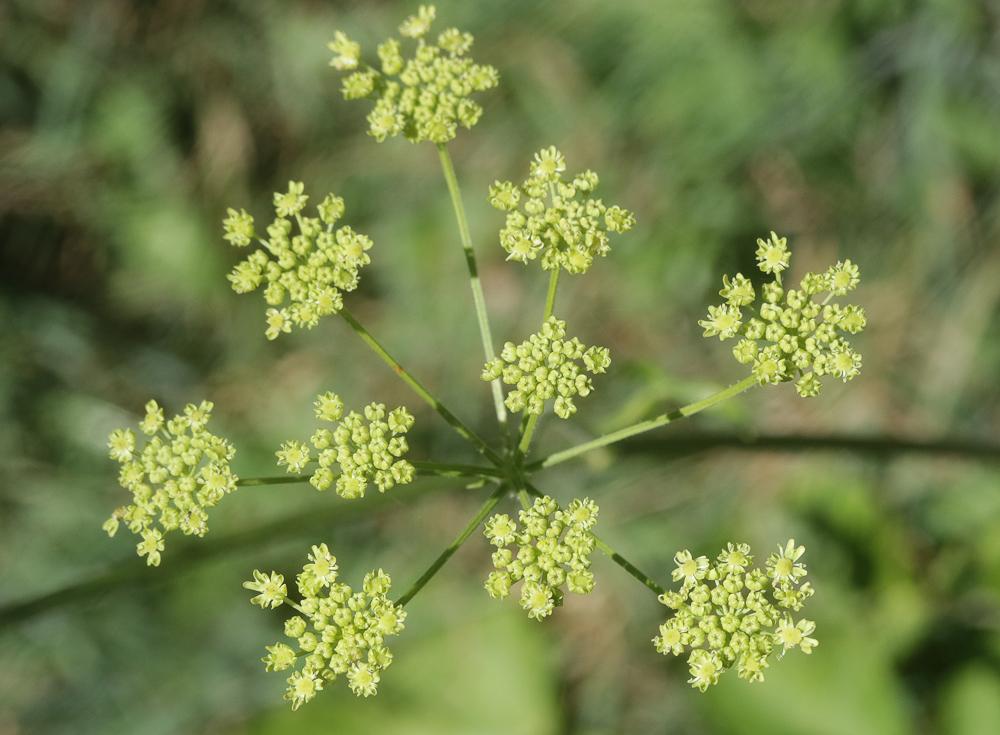 Grande Berce de Lecoq Heracleum sibiricum L., 1753