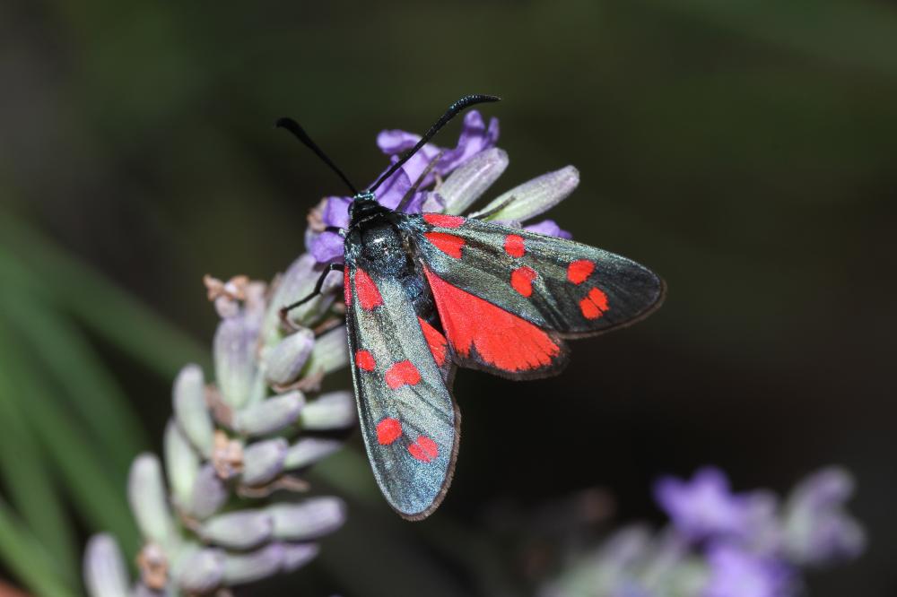 Zygène transalpine (La) Zygaena transalpina (Esper, 1780)