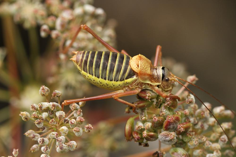  Ephippiger diurnus diurnus Dufour, 1841