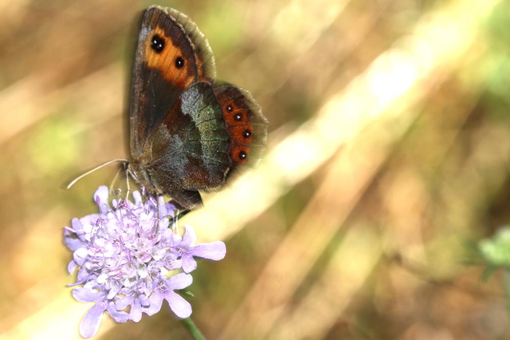 Moiré frange-pie (Le), Moiré frangé (Le) Erebia euryale (Esper, 1805)