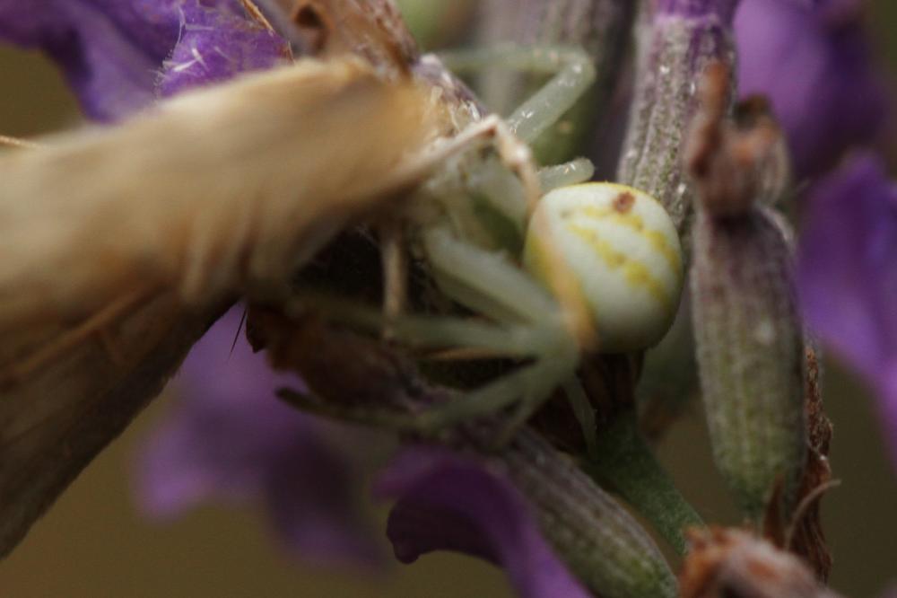 Misumène variable Misumena vatia (Clerck, 1758)