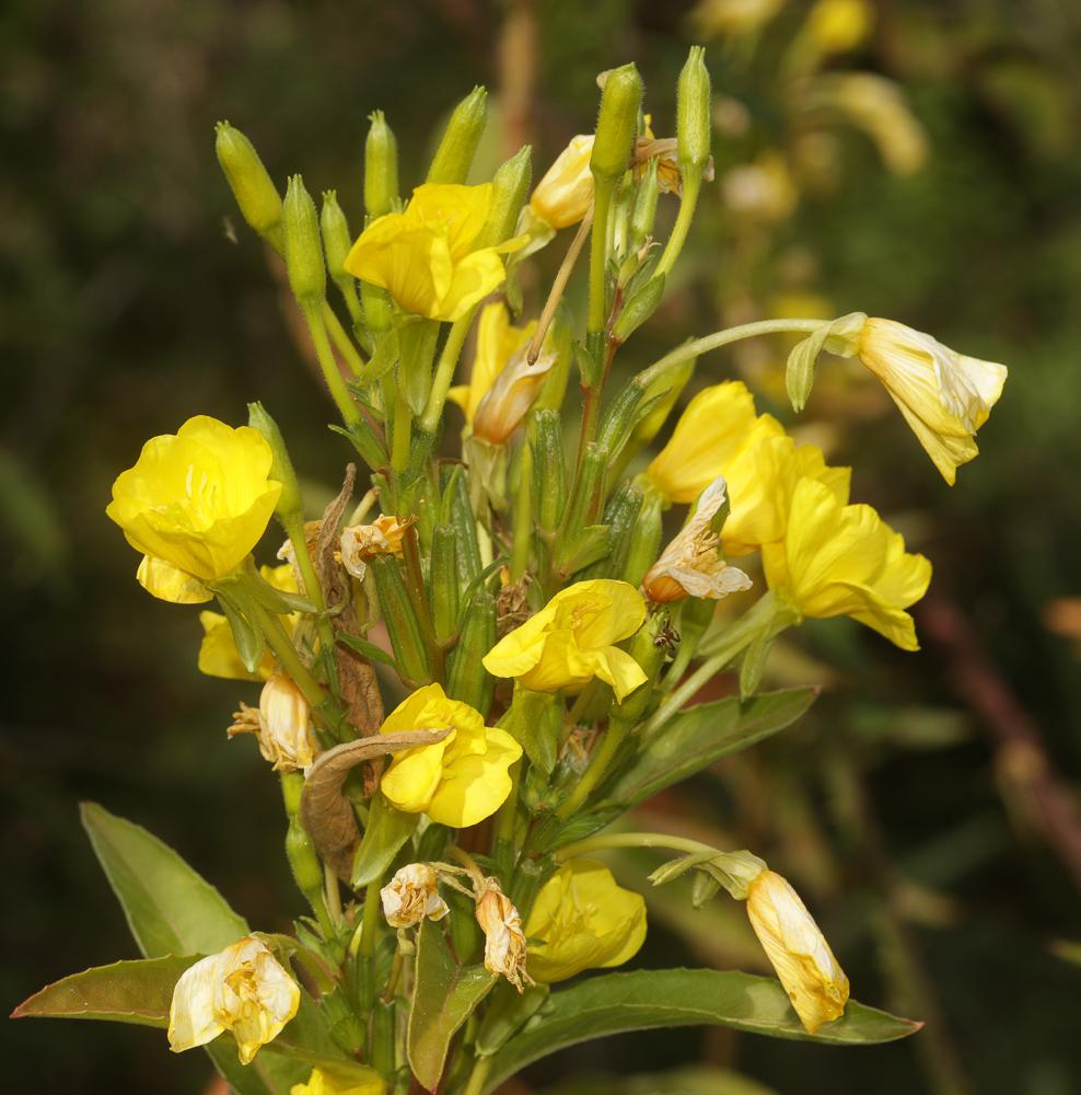 Onagre à petites fleurs, Onagre muriquée Oenothera parviflora L., 1759