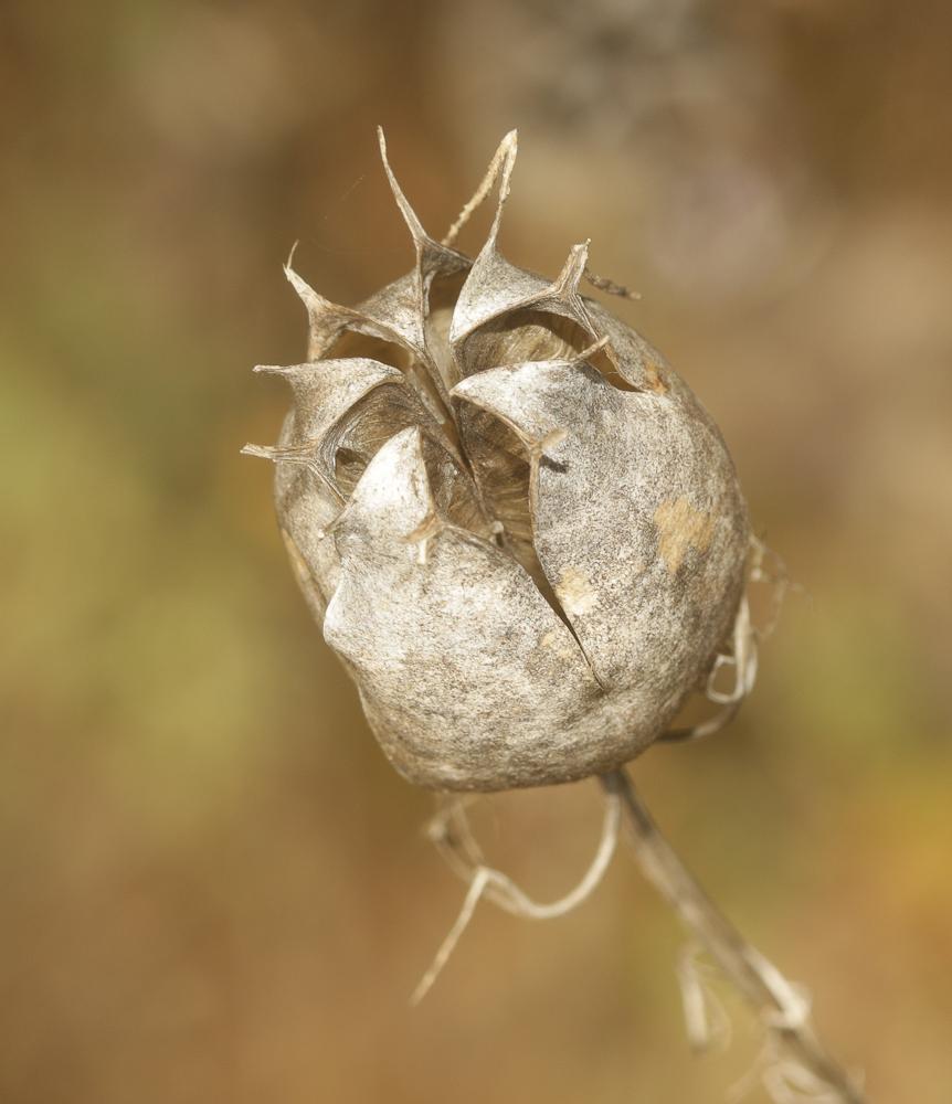 Nigelle de Damas, Herbe de Capucin Nigella damascena L., 1753