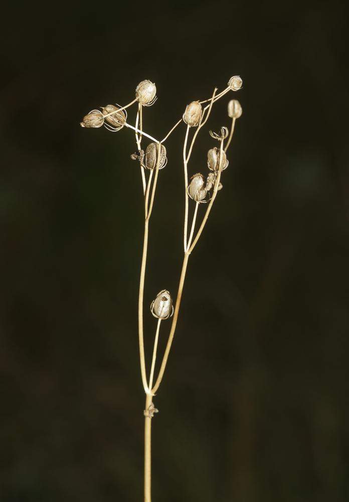 Ornithogale de Narbonne Loncomelos narbonense (L.) Raf., 1840