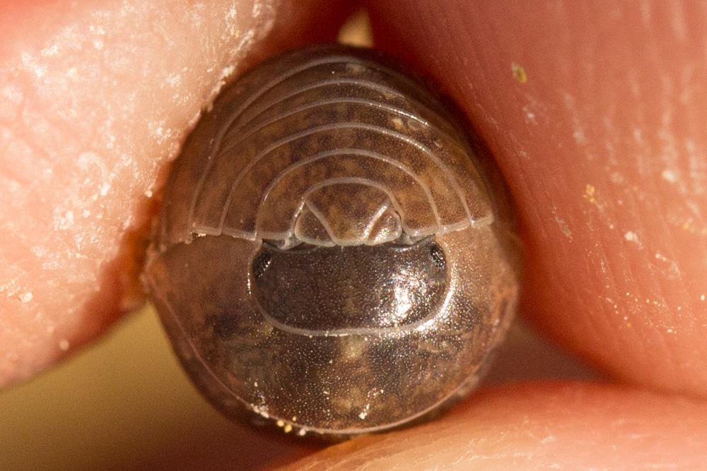 Cloporte commun (Le), Armadille commune (L'), Arma Armadillidium vulgare (Latreille, 1804)