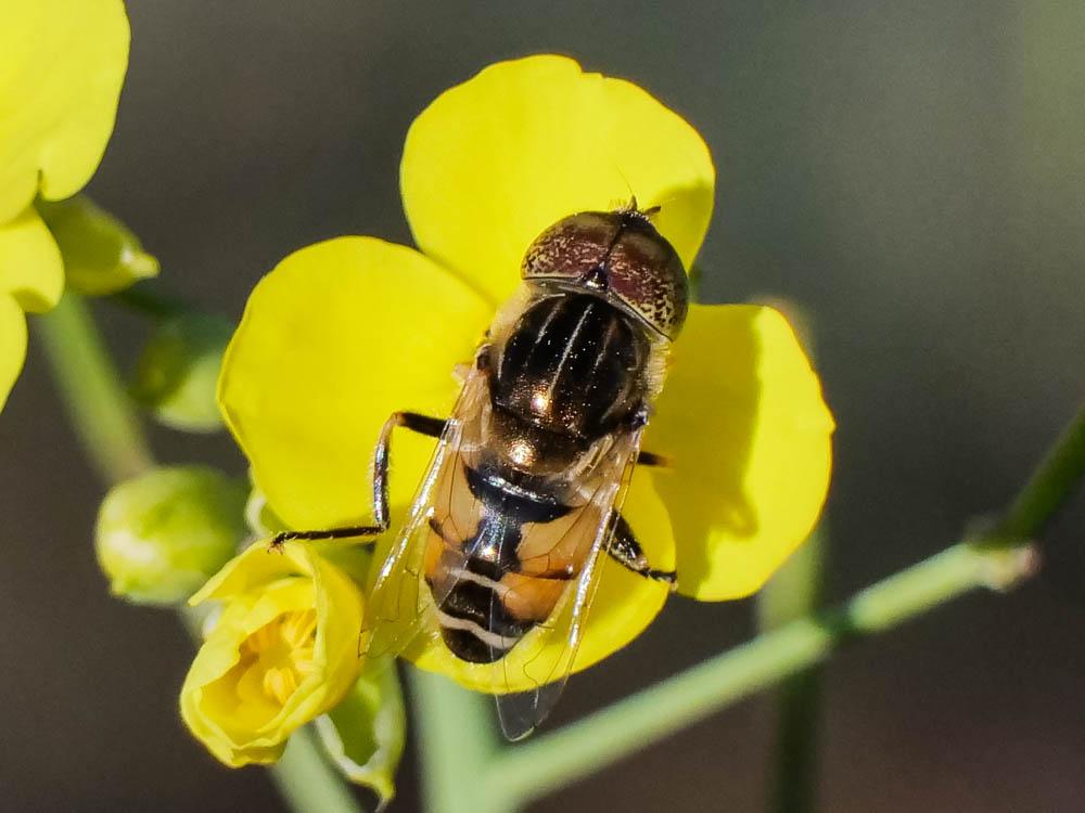  Eristalinus megacephalus (Rossi, 1794)