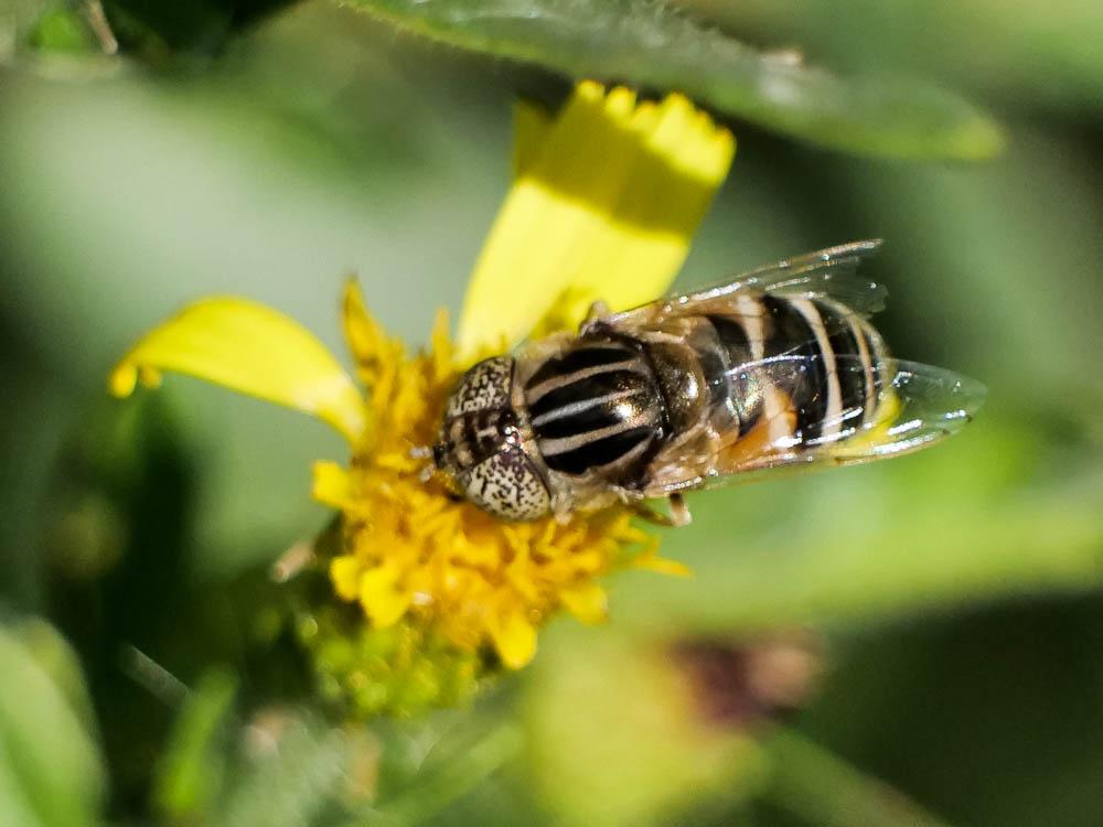  Eristalinus megacephalus (Rossi, 1794)