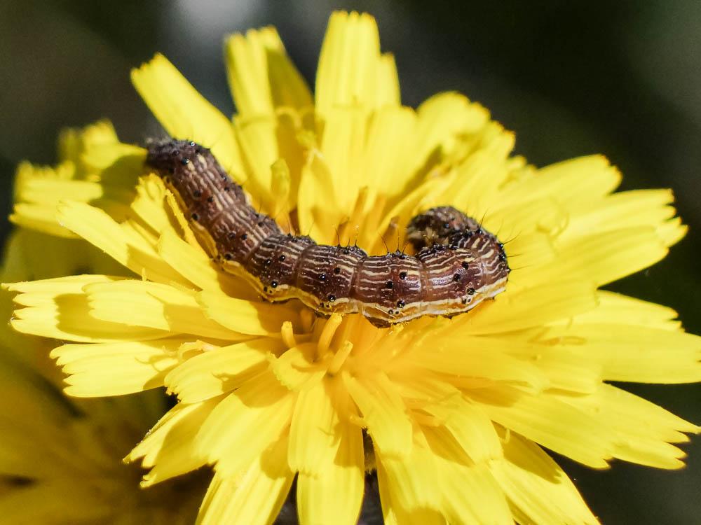 Armigère (L') Helicoverpa armigera (Hübner, 1808)