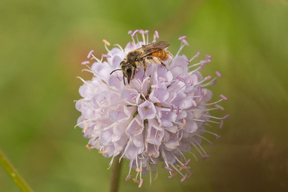  Andrena marginata Fabricius, 1776