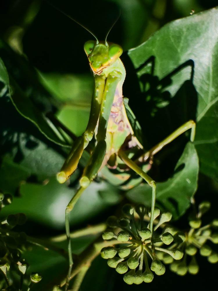  Hierodula transcaucasica