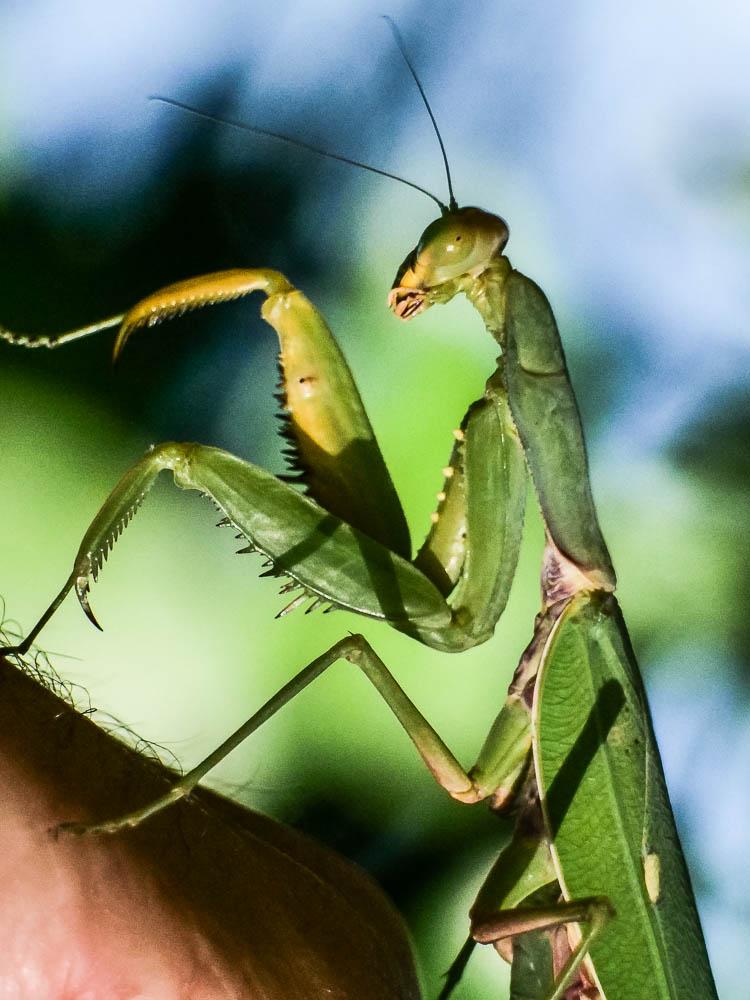  Hierodula transcaucasica