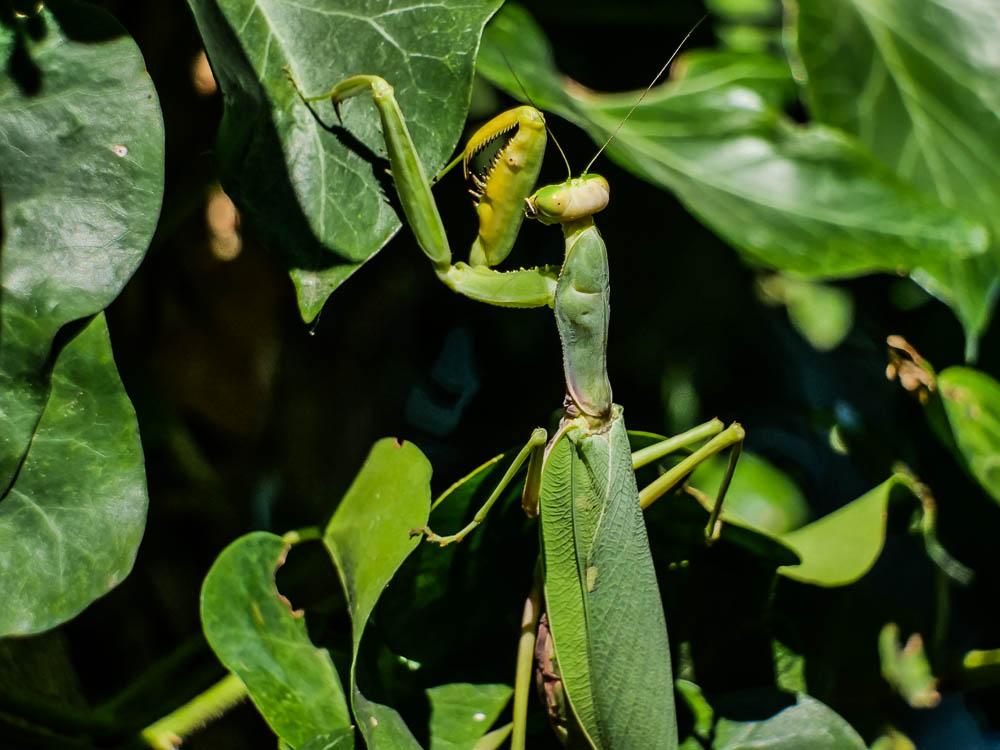 Hierodula transcaucasica
