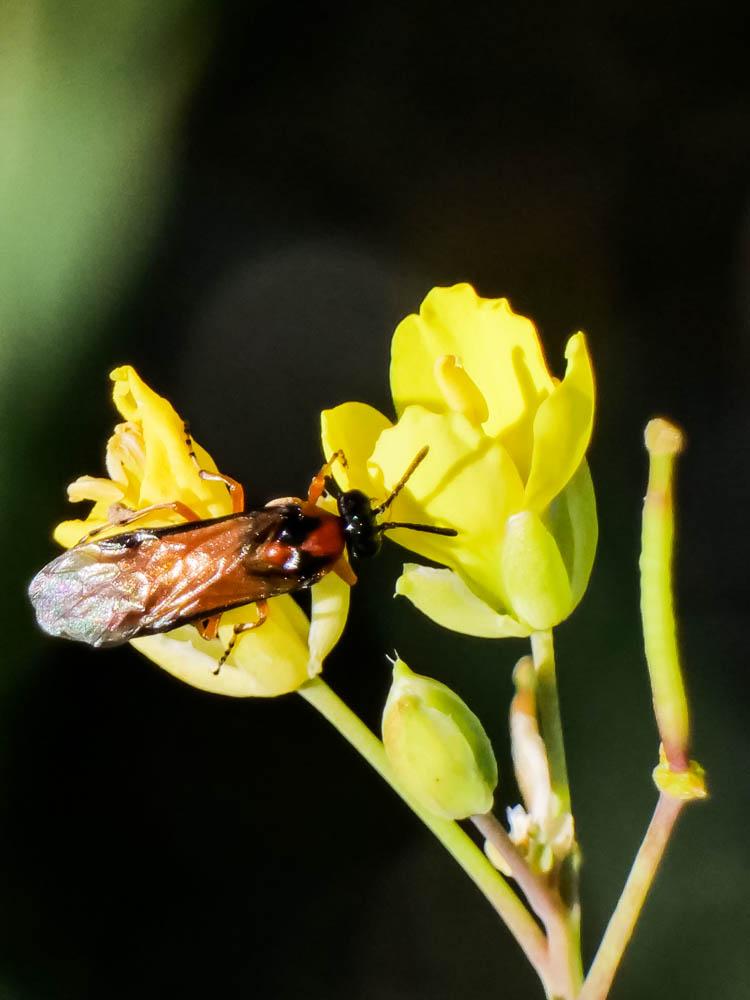 Tenthrède de la rave Athalia rosae (Linnaeus, 1758)