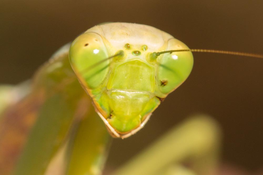  Hierodula transcaucasica