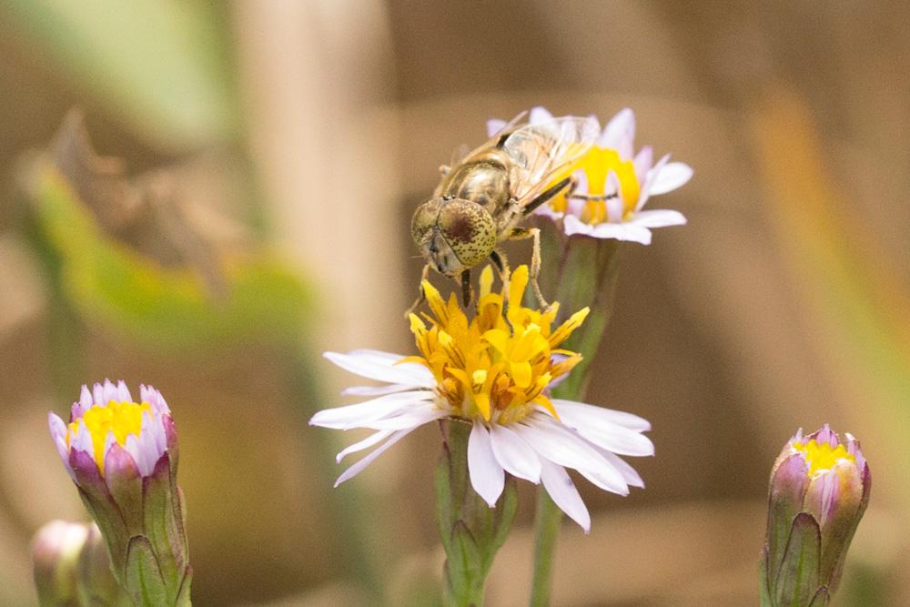  Eristalinus megacephalus (Rossi, 1794)