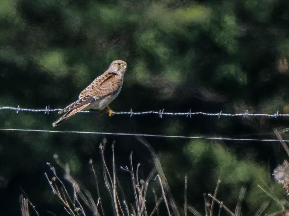 Faucon crécerelle Falco tinnunculus Linnaeus, 1758