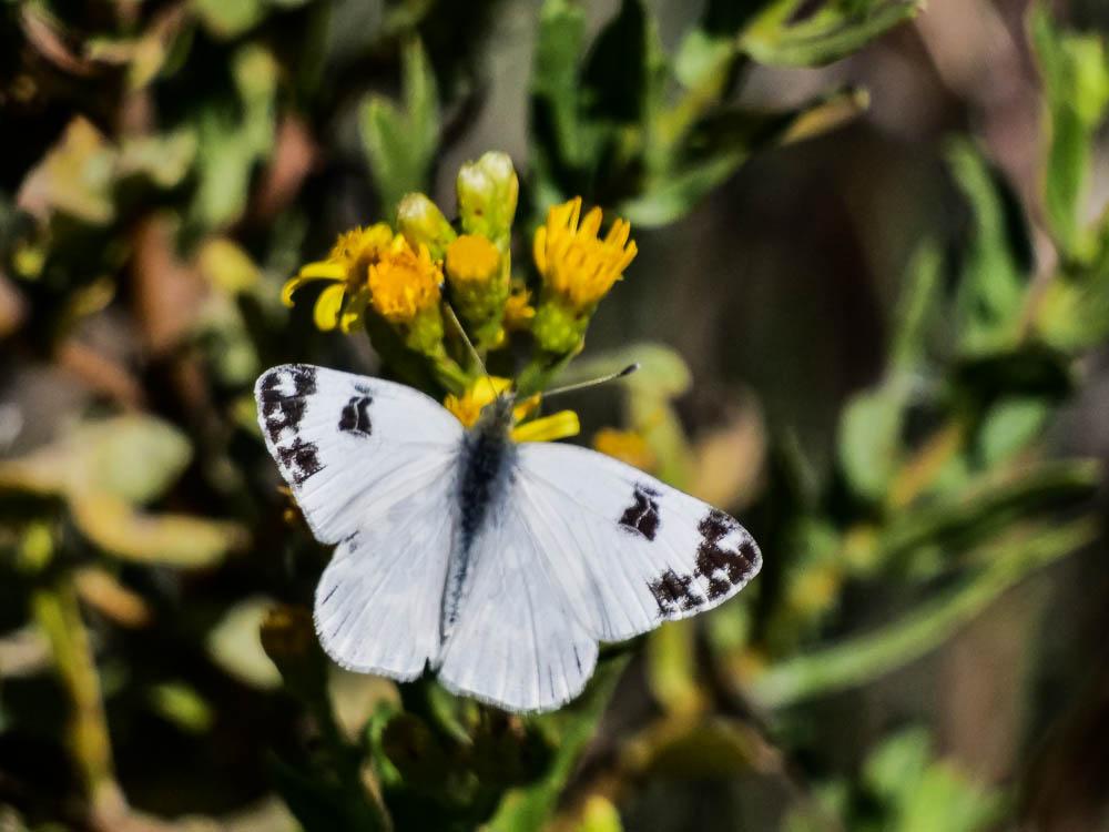 Marbré-de-vert (Le), Piéride du Réséda (La), Marbr Pontia daplidice (Linnaeus, 1758)