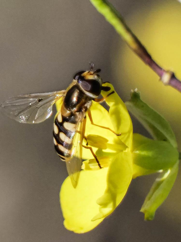 Le  sp. Eupeodes Osten Sacken, 1877 sp.
