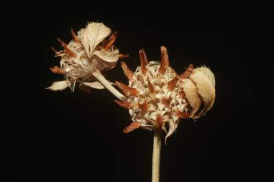 Trèfle aggloméré, Petit Trèfle à boules Trifolium glomeratum L., 1753