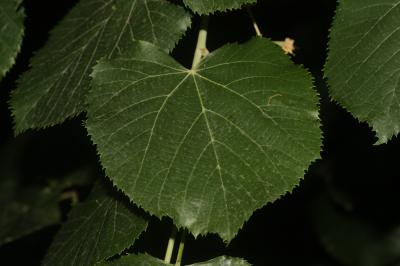 Tilleul argenté Tilia tomentosa Moench, 1785