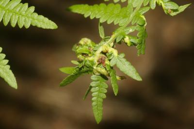  Chirosia grossicauda Strobl, 1899