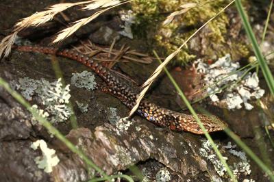 Lézard des murailles Podarcis muralis (Laurenti, 1768)