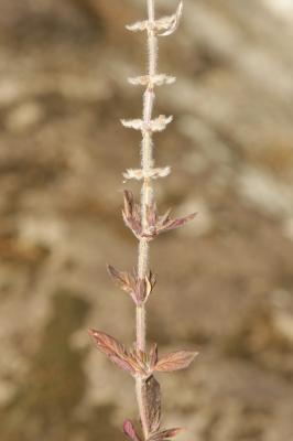 Calament acinos, Thym basilic, Clinopode des champ Clinopodium acinos (L.) Kuntze, 1891