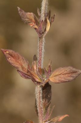Calament acinos, Thym basilic, Clinopode des champ Clinopodium acinos (L.) Kuntze, 1891