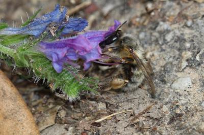 Anthophore commune, Anthophore plumeuse, Anthophor Anthophora plumipes (Pallas, 1772)