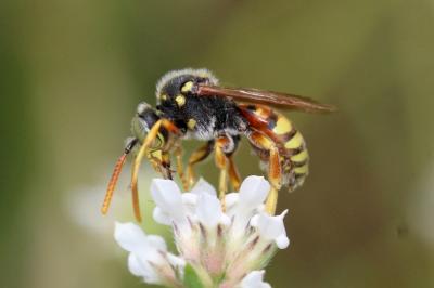  Nomada basalis Herrich-Schäffer, 1839