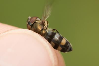  Xanthandrus comtus (Harris, 1780)