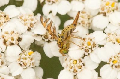  Orellia falcata (Scopoli, 1763)