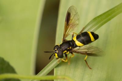  Chrysotoxum bicinctum (Linnaeus, 1758)