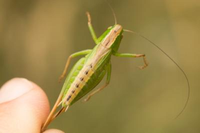 Decticelle bicolore Bicolorana bicolor (Philippi, 1830)