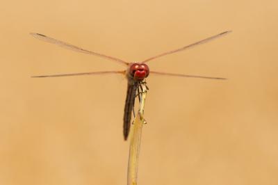 Sympétrum de Fonscolombe (Le) Sympetrum fonscolombii (Selys, 1840)