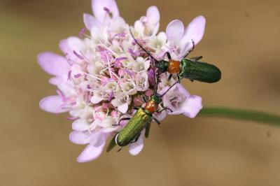  Ischnomera xanthoderes (Mulsant, 1858)