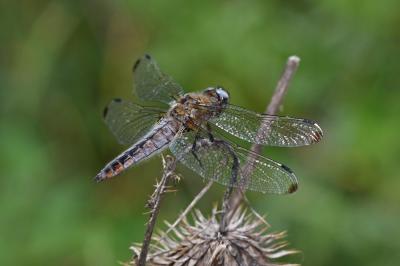 Libellule fauve (La) Libellula fulva O.F. Müller, 1764