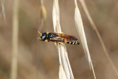  Philanthus coronatus (Thunberg, 1784)