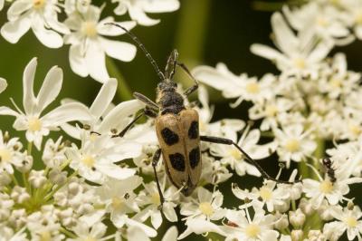  Pachyta quadrimaculata (Linnaeus, 1758)