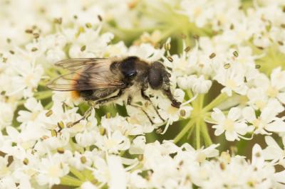  Cheilosia illustrata (Harris, 1780)
