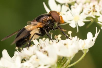 Volucelle à ventre blanc en devant Volucella pellucens (Linnaeus, 1758)